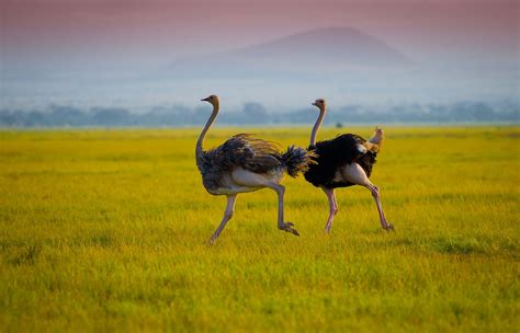 What Are Flightless Birds Worldatlas