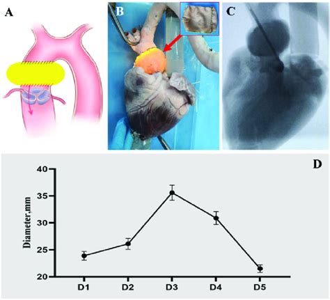 In Vitro Experimental Setup A Schematic Diagram Of Aortic Root