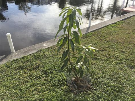 Keitt Mango Tree Grafted – Everglades Farm