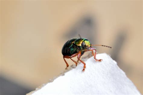 A Unique Beetle With Its Bright Green Color Stock Image Image Of Color Insect 122239717