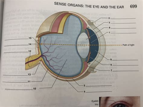 Ch Eye Diagram Part I Diagram Quizlet