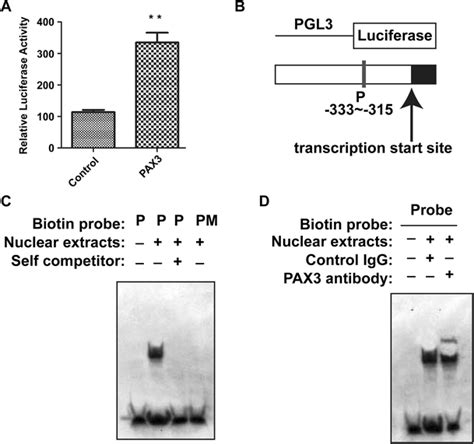 PAX3 Binds To The Promoter Of CXCR4 And Promotes The Transcription Of