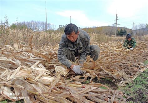 挥镰收割玉米秸秆 装运储存准备饲料