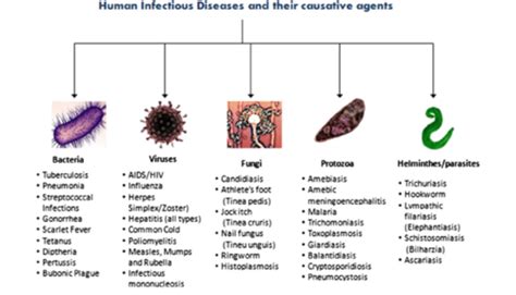 Microbiology And Infectious Diseases Immunology And Toxicology