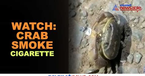 Video Of Crab Smoking Cigarette Goes Viral Netizens Baffled