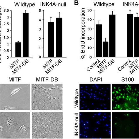 MITF Inhibits Cell Proliferation A Western Blot Demonstrating MITF