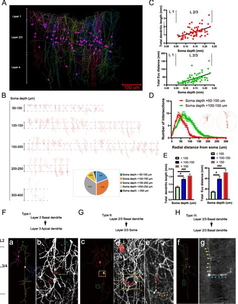 Multiple Morphological Types Of CRH Neurons Form Putative Connections