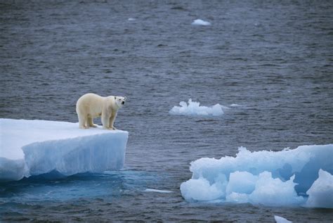 Arctic Polar Bear Eating