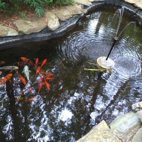 How To Get Crystal Clear Koi Pond Water Top Methods Pond Informer