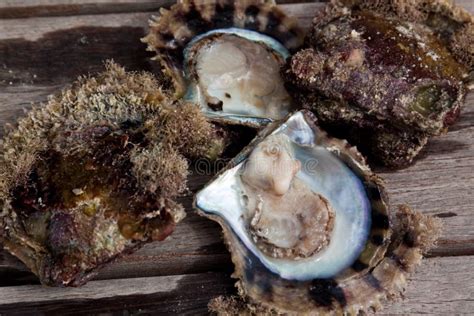 Pearl Oyster Stock Photos - Image: 14329253