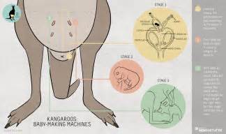 Kangaroo Pouch Anatomy