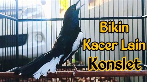 KACER GACOR MBESET SUARA KASAR BISA BIKIN KACER TERPANCING EMOSI