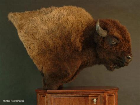 Big Game Taxidermy Half Size And Pedestal Mounts Gallery