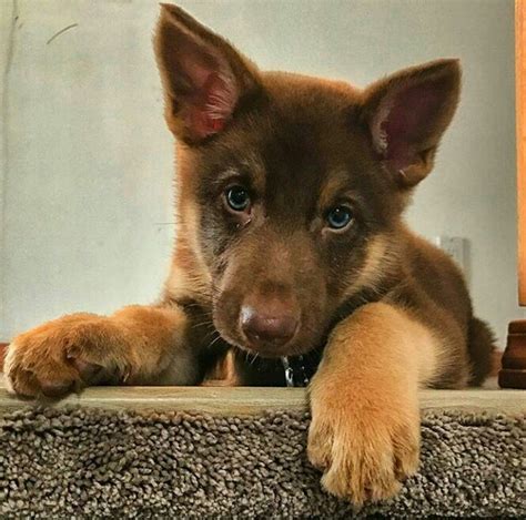 Liver Colored German Shepherd Puppies German Shepherd Puppies
