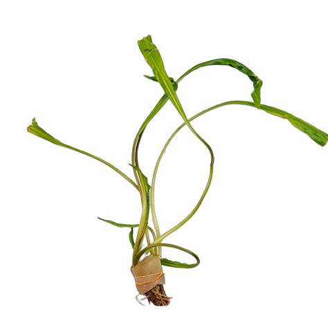 Cryptocoryne spiralis (Emersed- Multiple stems)