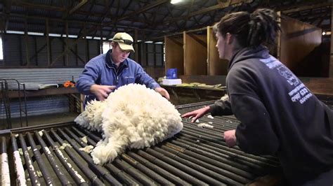 Tom Roberts Shearing The Rams Youtube