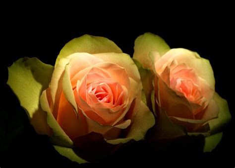 Blumenbilder Michael Usadel