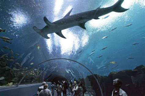 Georgia Aquarium Tunnel