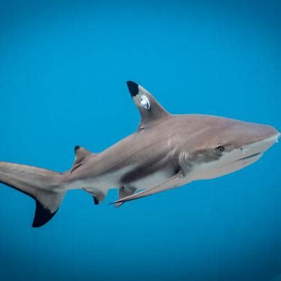 Facts You Need To Know About The Naked Shark Guy Advancingmbcpatientcare