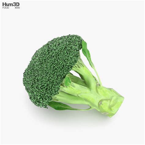 Broccoli 3d Model Download Vegetables On