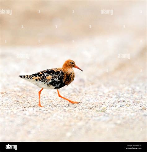 Ruff bird hi-res stock photography and images - Alamy