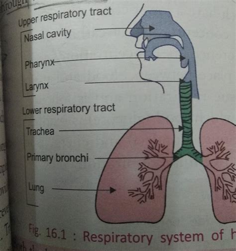 Pathway Of Air From Nose To Lungs