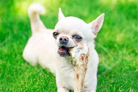 Dog eating bone Stock Photo by ©lilu1331 29415985