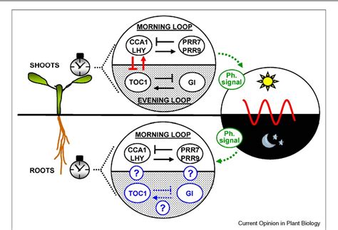 Figure 1 From Time For Circadian Rhythms Plants Get Synchronized