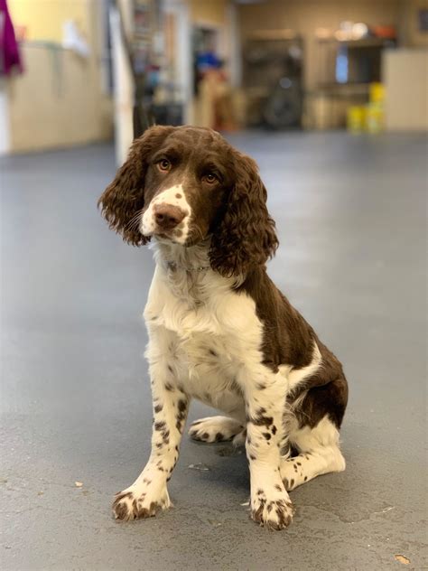 Lenny: Trained Springer Spaniel – Man's Best Friend