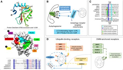 The Lc Interacting Region Lir Motif As A Mechanistic Basis For