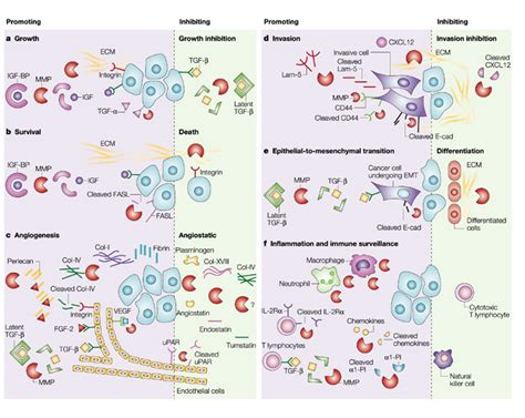 Functions Of Mmps In Cancer Progressionthe Matrix Metalloproteinases