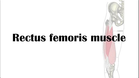 Rectus Femoris Muscle Palpation And Projection Youtube