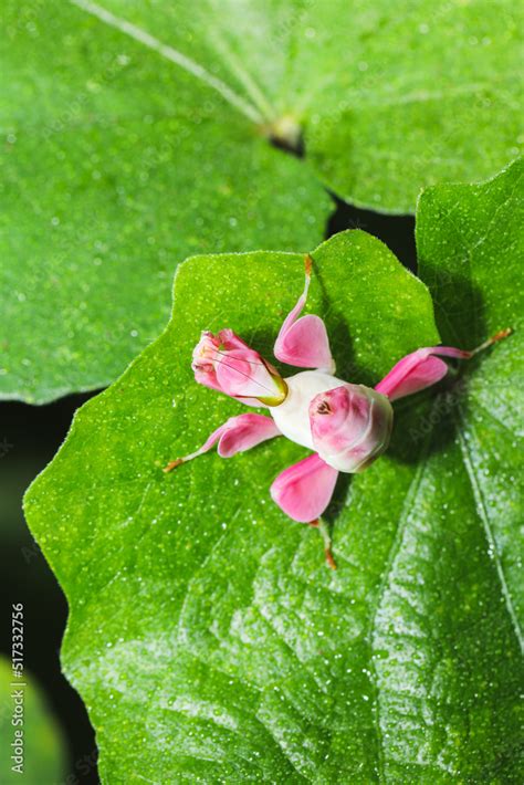 Praying Mantis Flower Camouflage Best Flower Site