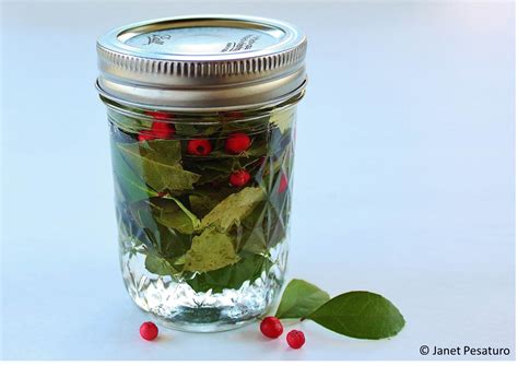 Wintergreen: how to harvest it and make an alcohol extract