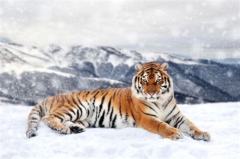 Siberian Tiger Facts | Amur Tigers | Endangered Animals