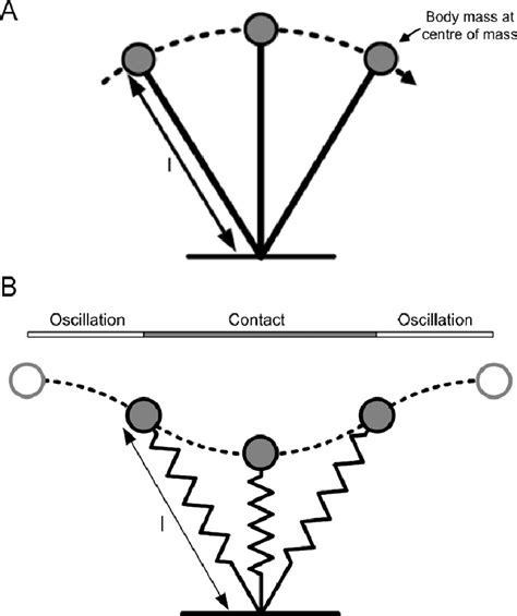 A The Inverted Pendulum Model For The Mechanics Of Walking B The