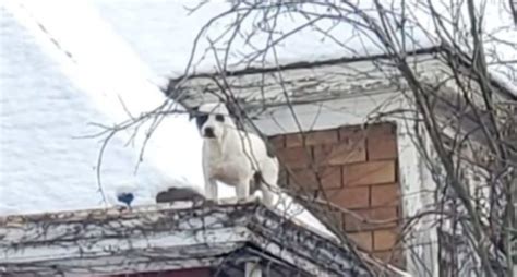 Un chien abandonné dans une maison déserte grimpe sur le toit pour