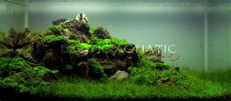 A Guide To Aquascaping The Planted Aquarium Atelier Yuwa Ciao Jp