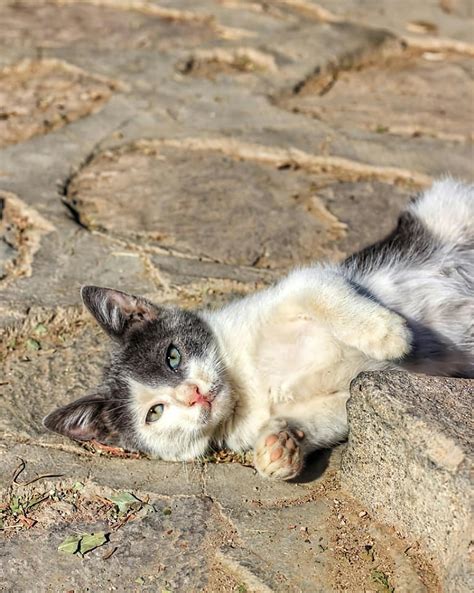 4k Cats Photos Download The Best Free 4k Cats Stock Photos And Hd Images