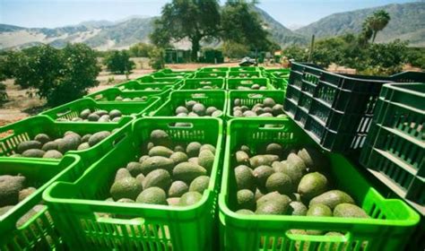 Exportaciones Peruanas De Palta En La Campa A Quedar An Cerca De