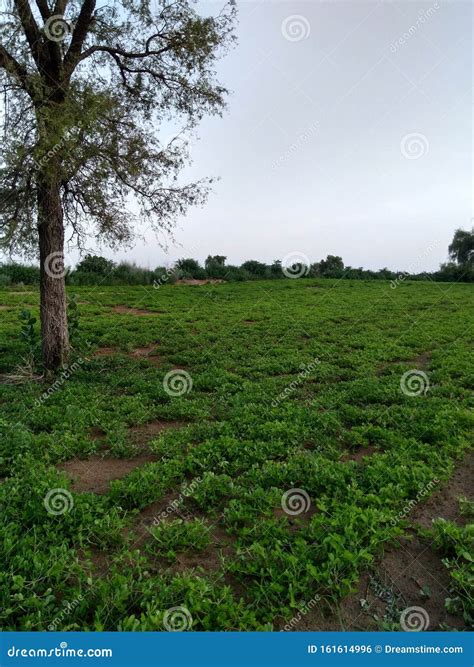 Farming of Groundnuts stock photo. Image of beauty, india - 161614996