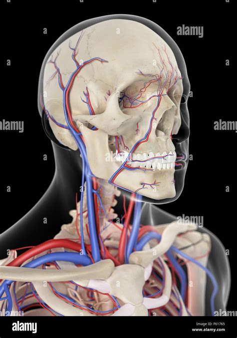 Sistema Vascular De La Cabeza Fotograf As E Im Genes De Alta Resoluci N