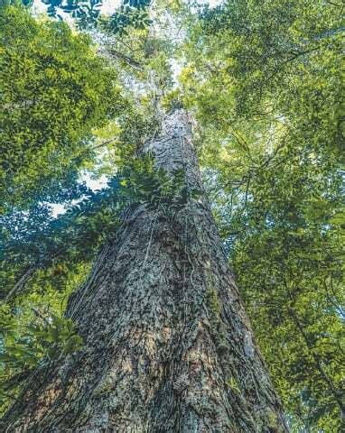 Scientists Reach Tallest Tree Ever Found In Amazon Newspaper Dawn