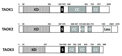 Diagram of domain structure of human TAOK1/2/3. KD: kinase domain; S ... 