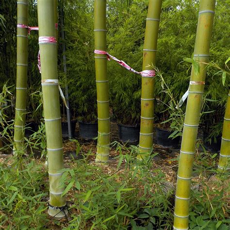 Phyllostachys Pubescens Moso Specimens Acquista Online Su