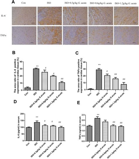 Pre treatment with G acuta decreases ISO induced IL 6 and TNFα