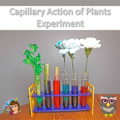 Capillary Action In Plants Diagram