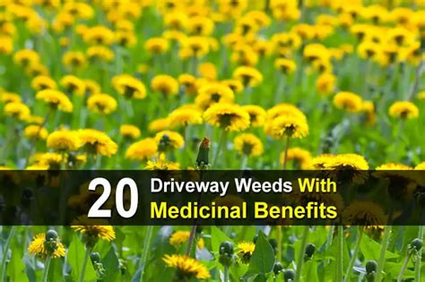 20 Driveway Weeds With Medicinal Benefits