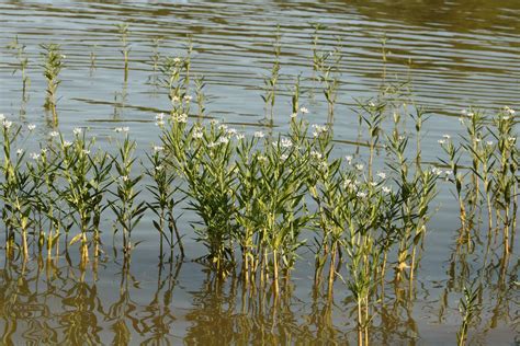 American Water Willow In Lake Free Stock Photo Public Domain Pictures