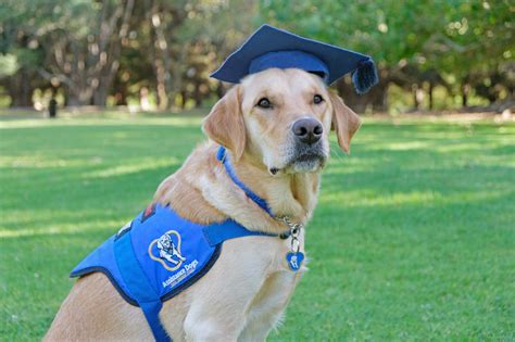 Assistance Dogs New Zealand Trust - Home